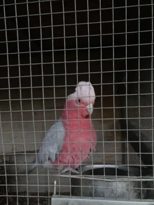 Kakadu růžový
