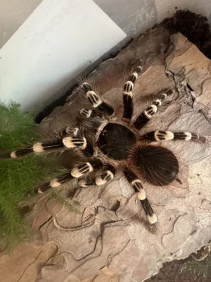 Acanthoscurria geniculata 0.1