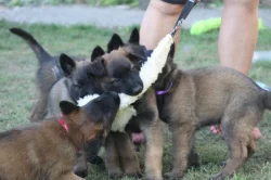Belgický ovčák tervueren s PP