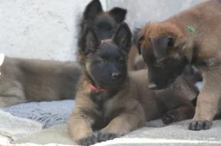 Belgický ovčák tervueren s PP