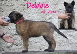 Belgický ovčák tervueren s PP