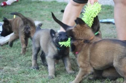 Belgický ovčák tervueren s PP