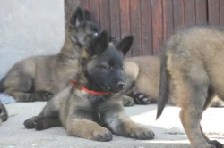 Belgický ovčák tervueren s PP