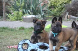 Belgický ovčák tervueren s PP