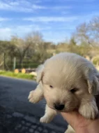 Německý střední špic