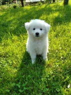 Německý střední špic