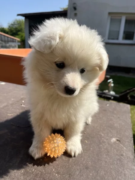 Německý střední špic