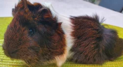 Prodám dlouhosrstá morčata peruánce a lunkarye