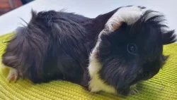 Prodám dlouhosrstá morčata peruánce a lunkarye