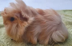 Prodám dlouhosrstá morčata peruánce a lunkarye