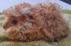 Prodám dlouhosrstá morčata peruánce a lunkarye