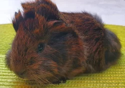 Prodám dlouhosrstá morčata peruánce a lunkarye