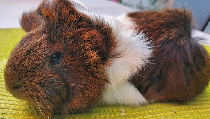 Prodám dlouhosrstá morčata peruánce a lunkarye