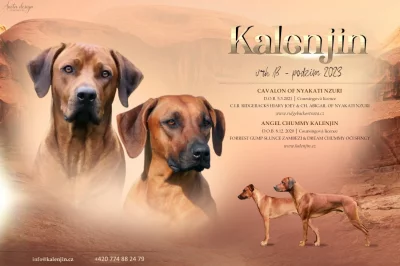 Rhodesian Ridgeback