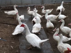 Domácí čínské kachny