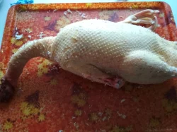 Domácí čínské kachny