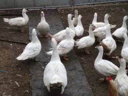 Domácí čínské kachny