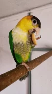 Ara Ararauna, Amazonek bělobřichy