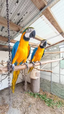 Ara Ararauna, Amazonek bělobřichy