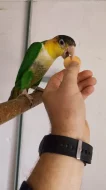 Ara Ararauna, Amazonek bělobřichy