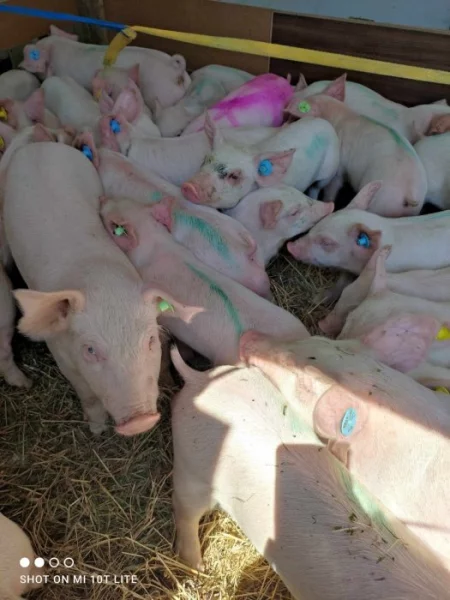 Nestandardní selata