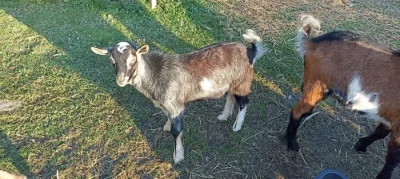 Kozel