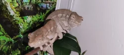 Chameleon FURCIFER PARDALIS AMBANJA