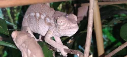 Chameleon FURCIFER PARDALIS AMBANJA