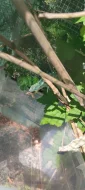 Chameleon FURCIFER PARDALIS AMBANJA