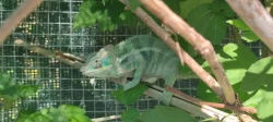 Chameleon FURCIFER PARDALIS AMBANJA
