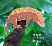 Pagekon řasnatý
