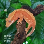 Pagekon řasnatý