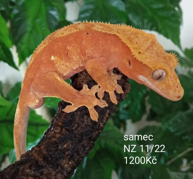 Pagekon řasnatý