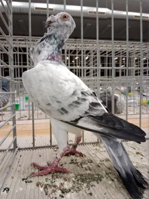 Pozvánka na klubové setkání s malou výstavou Ostravských bagdet