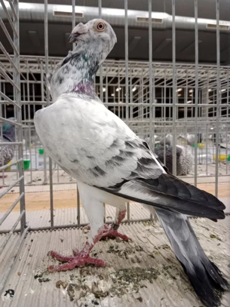 Pozvánka na klubové setkání s malou výstavou Ostravských bagdet