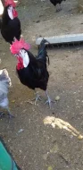 ŠPANĚLKY VELKÉ A ZDROBNĚLÉ