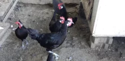 ŠPANĚLKY VELKÉ A ZDROBNĚLÉ