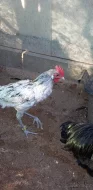 ANDALUSKY VELKÉ A ZDROBNĚLÉ