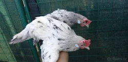 ANDALUSKY VELKÉ A ZDROBNĚLÉ
