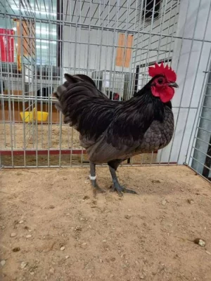 Australky zdrobnělé bílé černé