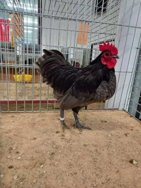 Australky zdrobnělé bílé černé