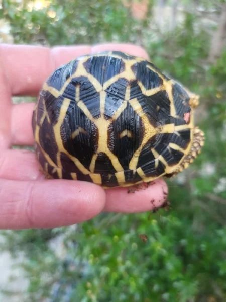 As. radiata, G elegans, carbonaria, pardalis, sulcata,