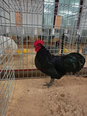 Kohouti velké a zdrobnělé australky