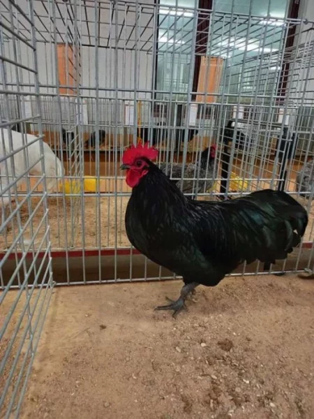 Kohouti velké a zdrobnělé australky