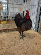 Kohouti velké a zdrobnělé australky