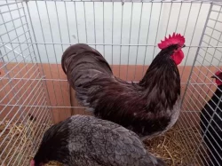 Kohouti velké a zdrobnělé australky