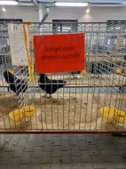 Kohouti velké a zdrobnělé australky