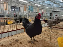 Kohouti velké a zdrobnělé australky
