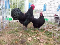 Kohouti velké a zdrobnělé australky