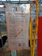 Kohouti velké a zdrobnělé australky